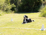 TerreHappy Dog