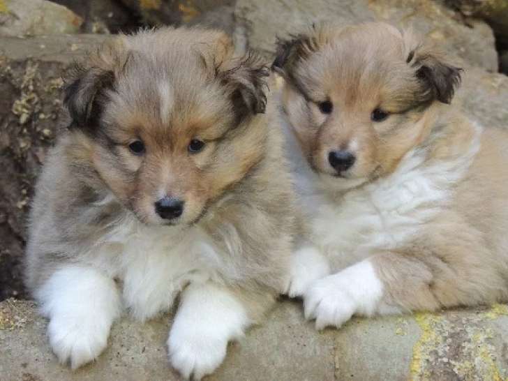 Des Bonnes Bouilles