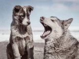 Parlons Chiens