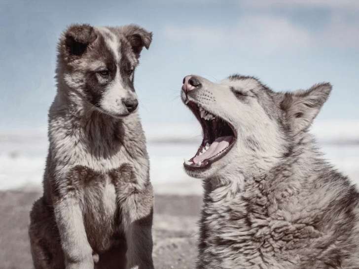 Parlons Chiens