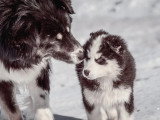 Parlons Chiens
