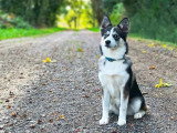 Educanine - Guérande