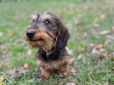 Educanine - Guérande