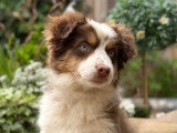 De la Cour des Iles