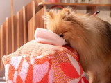 Animal Subject