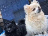 Bienvenue chez LesLoulousPom Voici Kira et Nala, nos deux adorables Loulous de Poméranie. Elles vivent au sein de notre famille et partagent notre quotidien avec beaucoup d'amour et d'attention. Nos chiots grandissent dans un environnement familial, sont manipulés chaque jour et habitués aux bruits de la maison ainsi qu'au contact humain. N'hésitez pas à nous contacter pour toute question ou pour obtenir davantage de photos et d'informations.