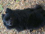 LesLoulouPom