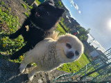 LesLoulouPom