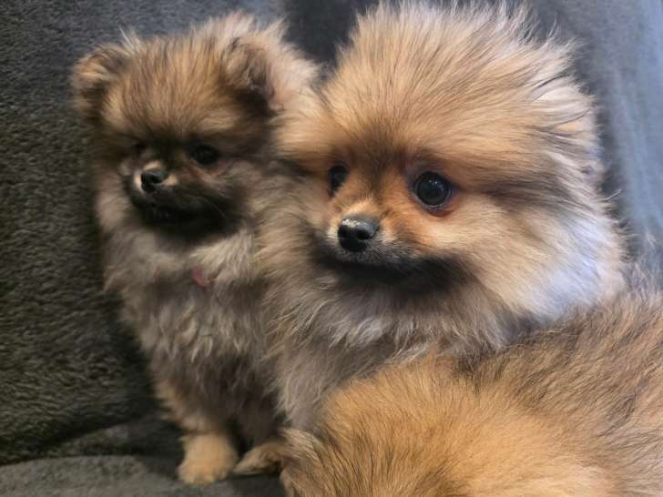 LesLoulouPom