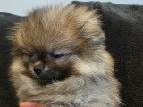 LesLoulouPom