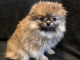 LesLoulouPom