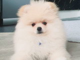 LesLoulouPom