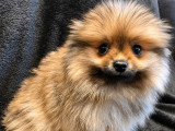 LesLoulouPom