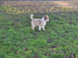 Anakin's Land Spirit