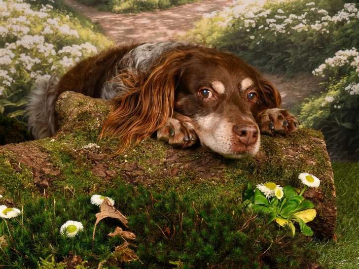 Animal'Art Studio