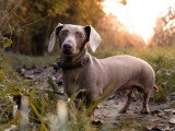 JH Photographie