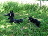 Les Griffes des Terres Sauvages