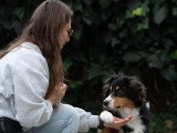 Éducateur canin travaillant le rappel avec un chien
