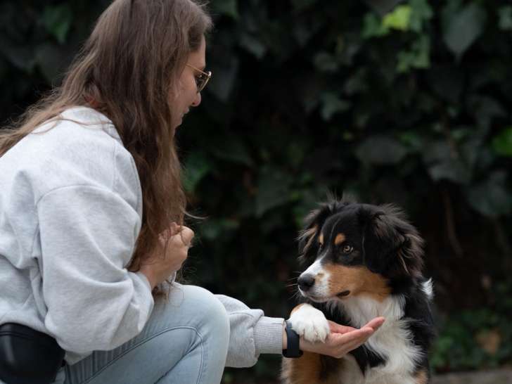 Comportementaliste canin accompagnant un chien réactif