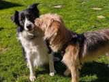 Dog Stuebel