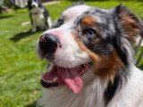 Dog Stuebel