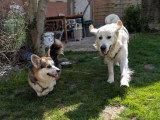 Dog Stuebel