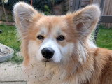 Dog Stuebel