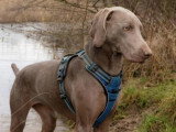 Team Dog des Savoies