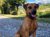 Team Dog des Savoies