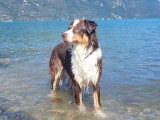 Team Dog des Savoies
