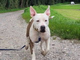 Team Dog des Savoies
