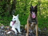 Team Dog des Savoies