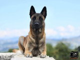 Éducation Canine du Chalet du Mont d'Or