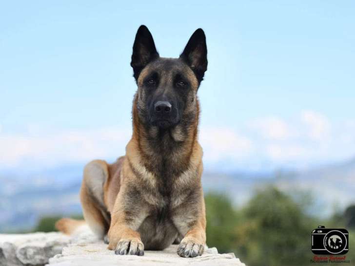 Éducation Canine du Chalet du Mont d'Or