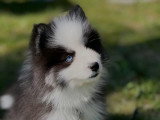 Éducation Canine du Chalet du Mont d'Or