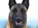 Éducation Canine du Chalet du Mont d'Or