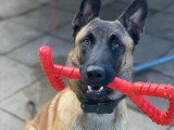 Éducation Canine du Chalet du Mont d'Or