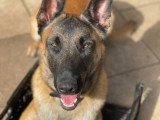 Éducation Canine du Chalet du Mont d'Or