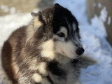 Éducation Canine du Chalet du Mont d'Or