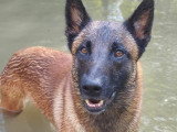 Éducation Canine du Chalet du Mont d'Or