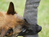 Éducation Canine du Chalet du Mont d'Or