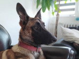 Éducation Canine du Chalet du Mont d'Or