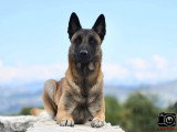 Éducation Canine du Chalet du Mont d'Or