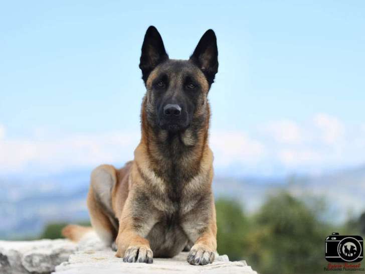 Éducation Canine du Chalet du Mont d'Or