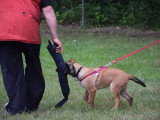 Éducation Canine du Chalet du Mont d'Or