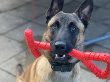 Éducation Canine du Chalet du Mont d'Or