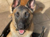 Éducation Canine du Chalet du Mont d'Or
