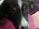 Simplement chien