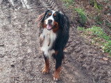 Simplement chien