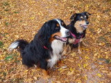 Simplement chien